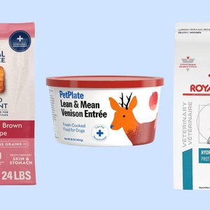Top Dog Foods for Allergy Relief in 2026: Tailored Tips for Your Furry Friend