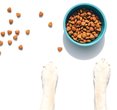 Top Puppy Foods of 2026: Vet-Approved Picks for Your Furry Friend