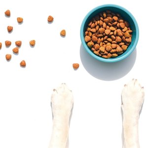 Top Puppy Foods of 2026: Vet-Approved Picks for Your Furry Friend