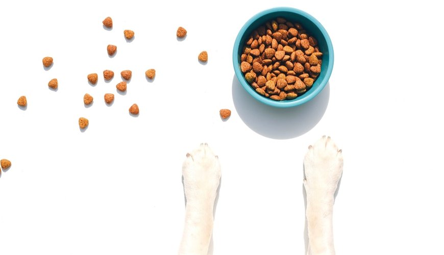 Top Puppy Foods of 2026: Vet-Approved Picks for Your Furry Friend
