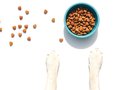 Top Puppy Foods of 2026: Vet-Approved Picks for Your Furry Friend