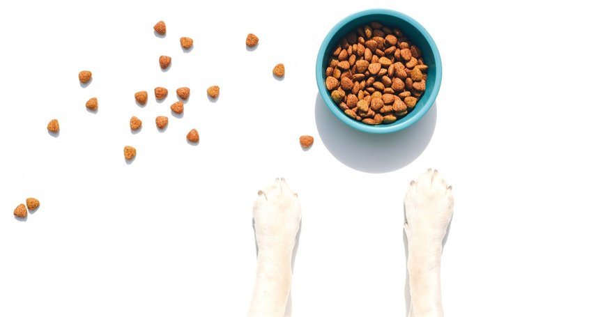 Top Puppy Foods of 2026: Vet-Approved Picks for Your Furry Friend