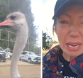 Tensions Soar as Canadian Ostrich Farm Protesters Arrested Amid Controversial Cull