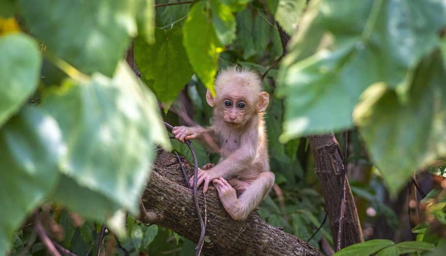 Florida Man Faces Seven Years for Gruesome Monkey Torture Videos