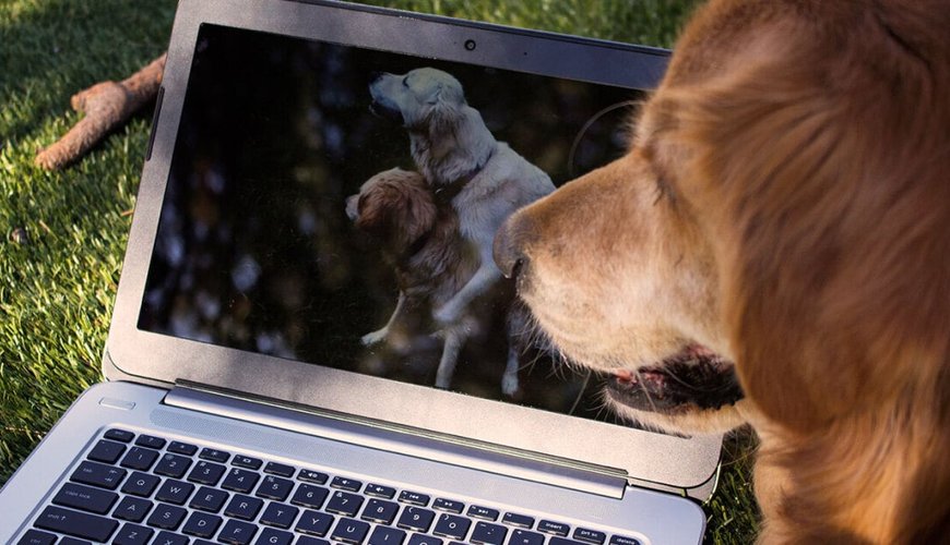 Protecting Your Privacy: 6 Essential Ways to Stay Safe While Watching Porn Online