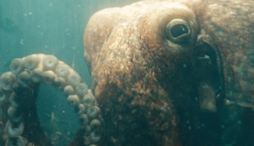 The Boys: Dive into Controversy with The Deep’s Unique Ambrosius Toy