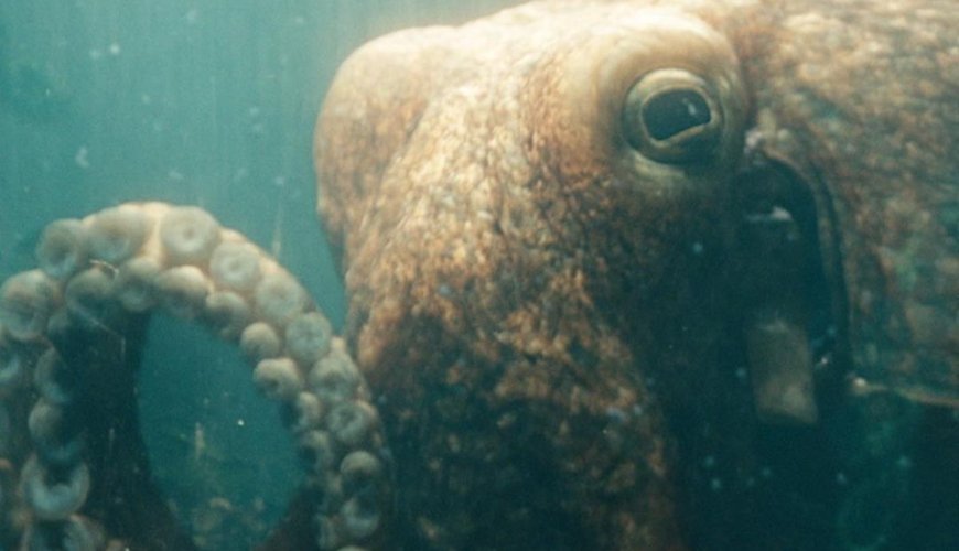 The Boys: Dive into Controversy with The Deep’s Unique Ambrosius Toy