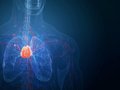 The Thymus: A Hidden Key to Longevity and Health Uncovered