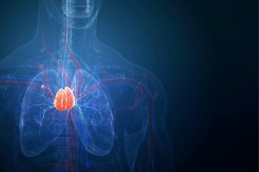 The Thymus: A Hidden Key to Longevity and Health Uncovered