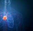 The Thymus: A Hidden Key to Longevity and Health Uncovered