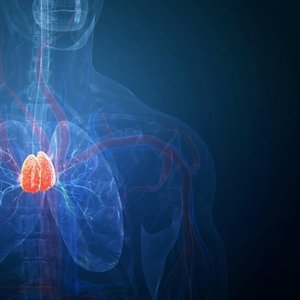 The Thymus: A Hidden Key to Longevity and Health Uncovered
