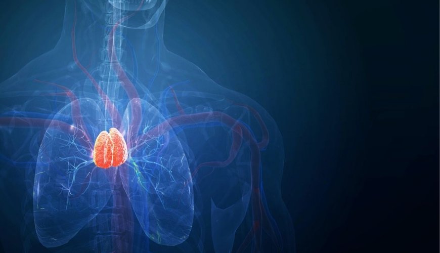 The Thymus: A Hidden Key to Longevity and Health Uncovered