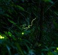 Fireflies Light Up Swiss Night: A Seasonal Spectacle
