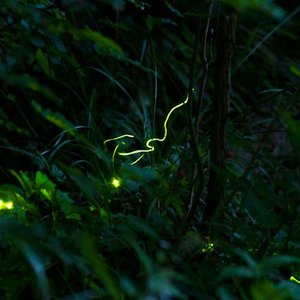 Fireflies Light Up Swiss Night: A Seasonal Spectacle