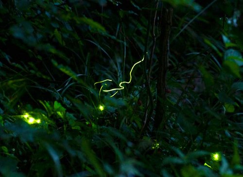 Fireflies Light Up Swiss Night: A Seasonal Spectacle