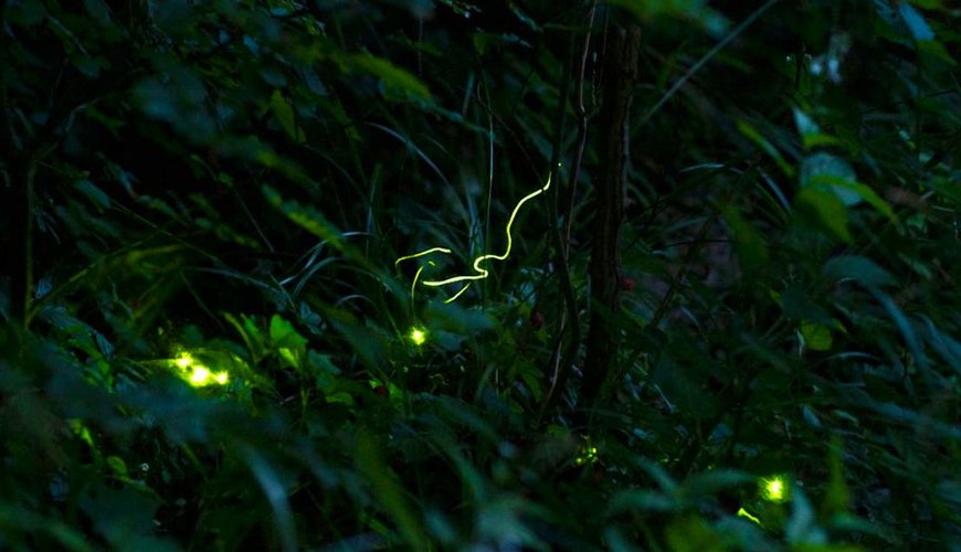 Fireflies Light Up Swiss Night: A Seasonal Spectacle