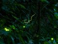 Fireflies Light Up Swiss Night: A Seasonal Spectacle