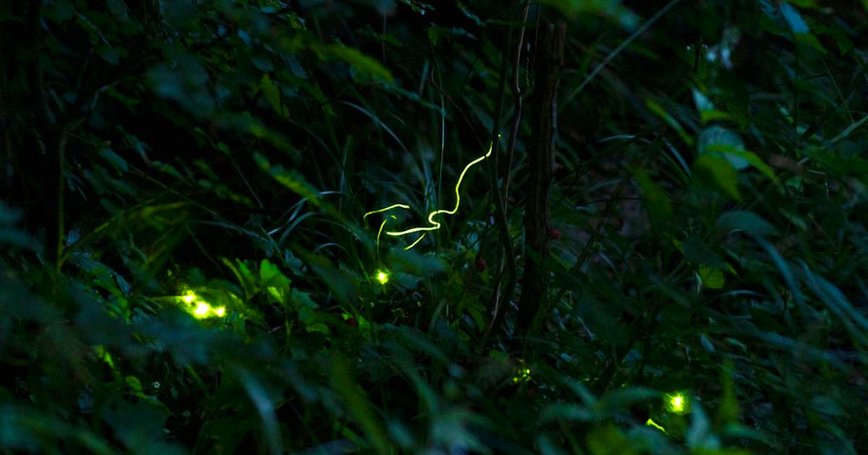 Fireflies Light Up Swiss Night: A Seasonal Spectacle